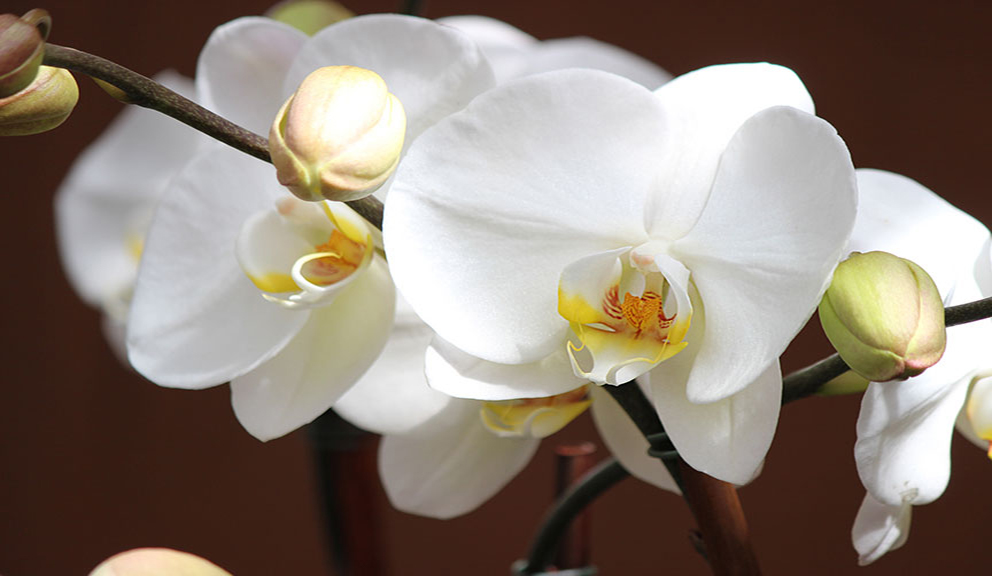 orchidea bianca