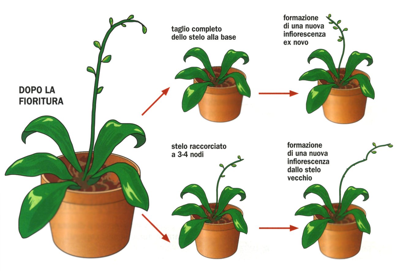 potare le orchidee