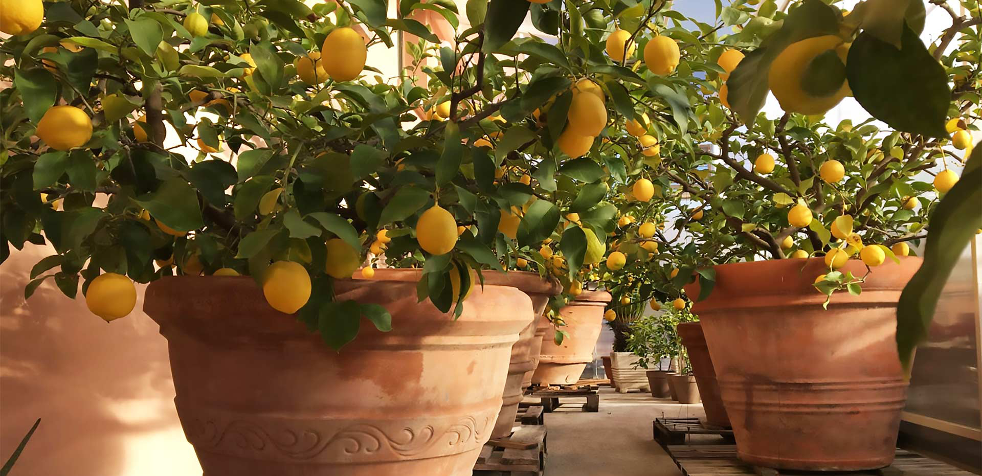 piante di limoni in vaso
