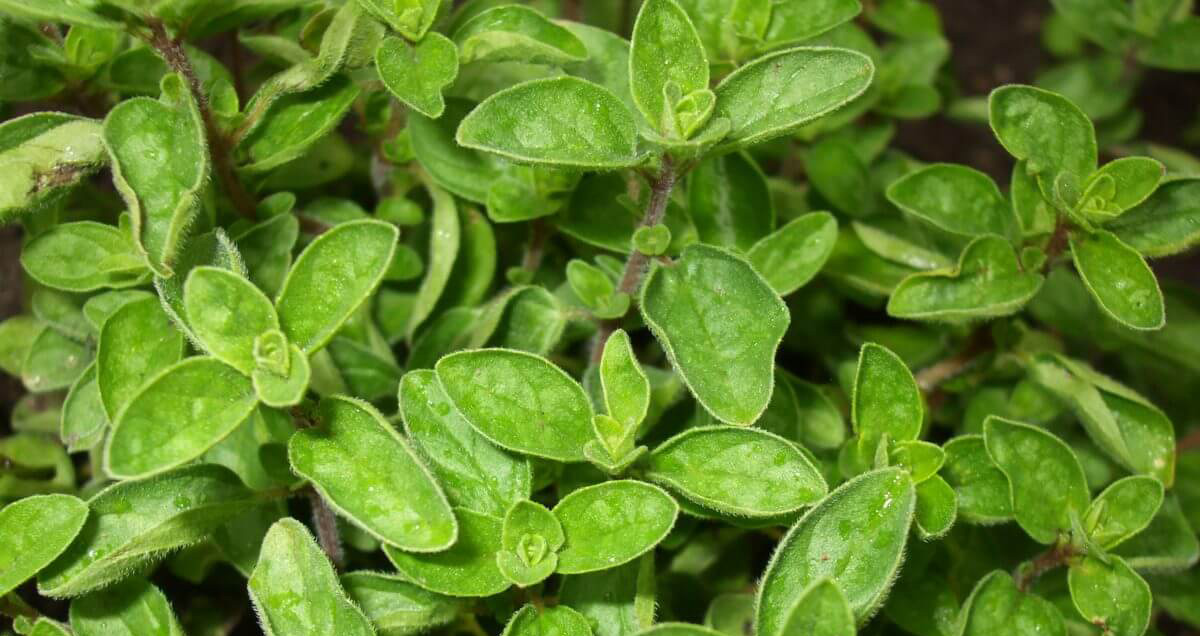 coltivazione piante di origano