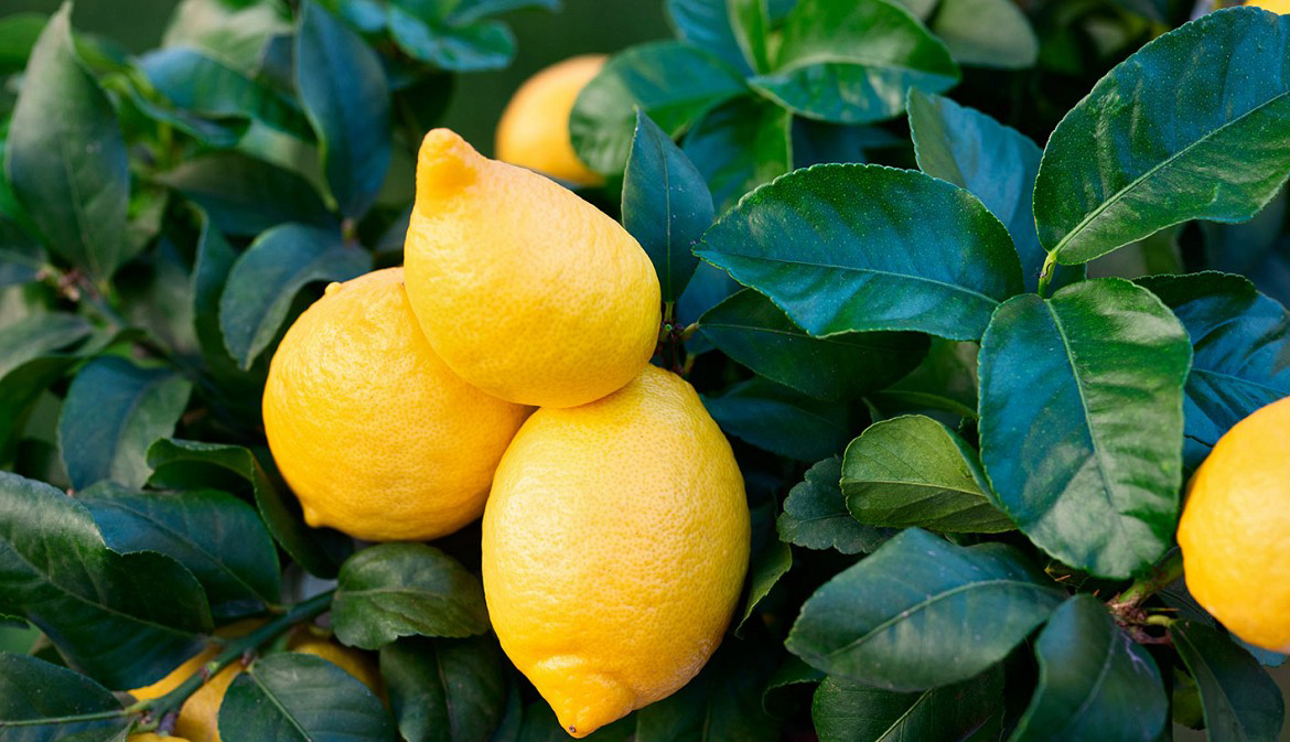 limoni pronti alla raccolta