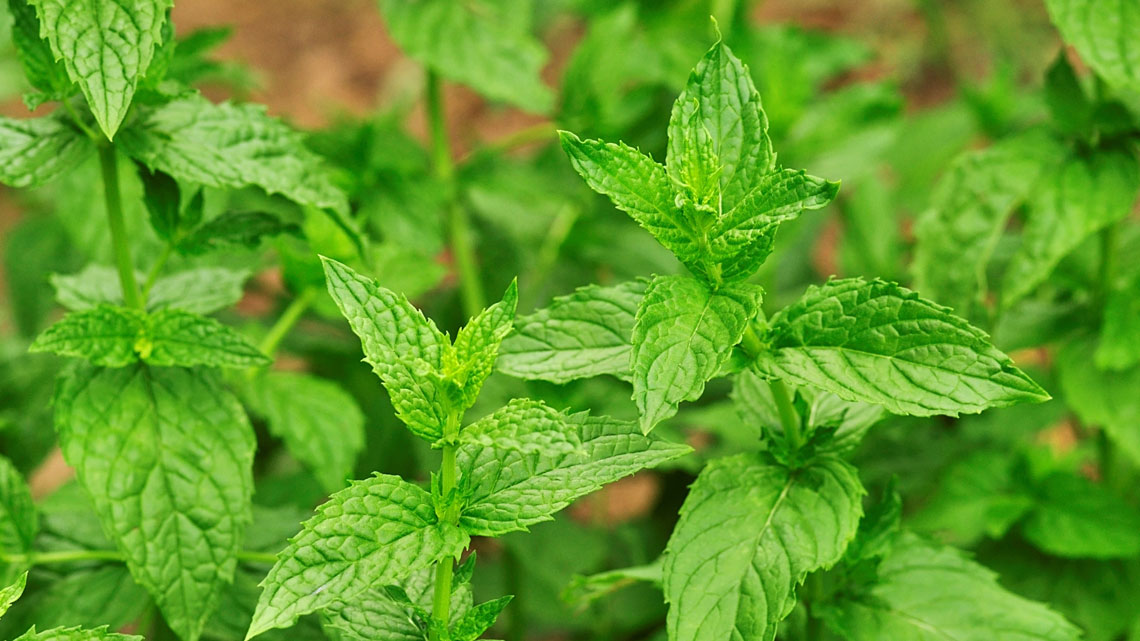 coltivazione di menta