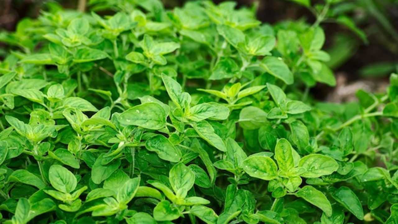 coltivazione di origano
