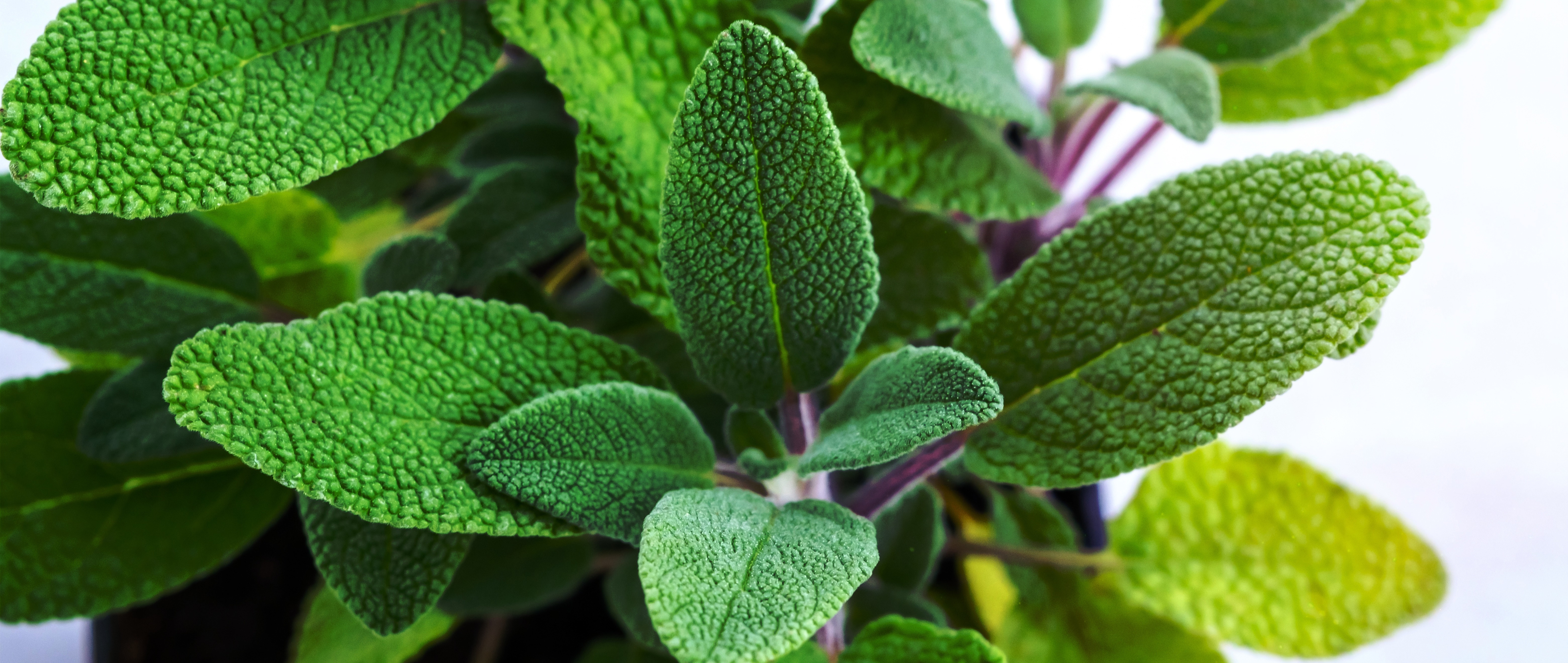 salvia fresca